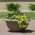 Dish Series Large Concrete Bowl Planter